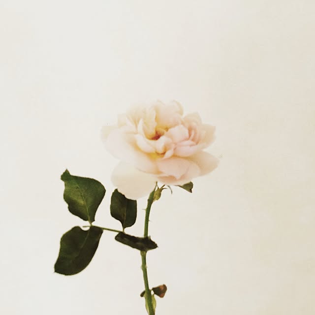 france_rose_laceさんの実例写真