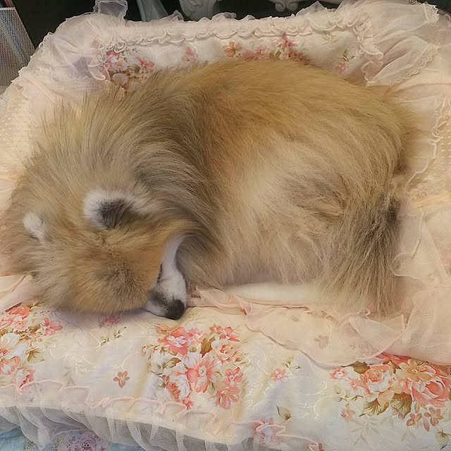 yuuandkoroさんの実例写真
