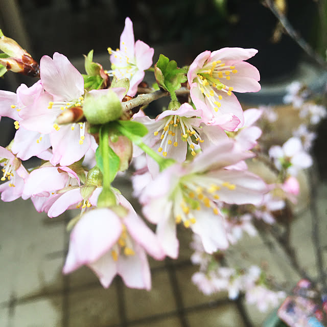 happy-sachiさんの部屋