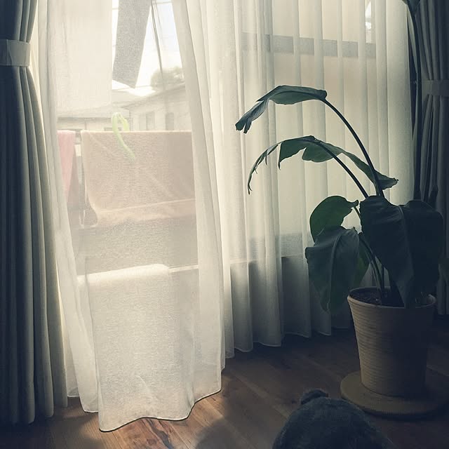 部屋全体/観葉植物のインテリア実例 - 2016-07-04 10:53:16