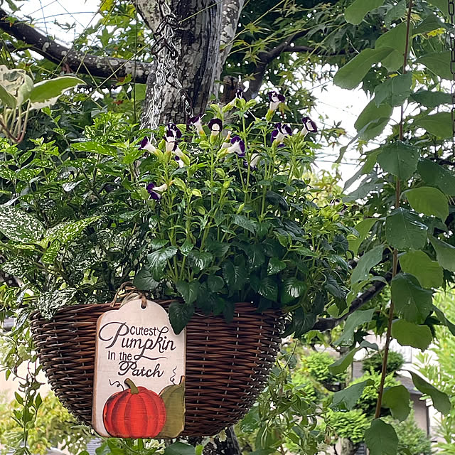 nobikoさんの部屋