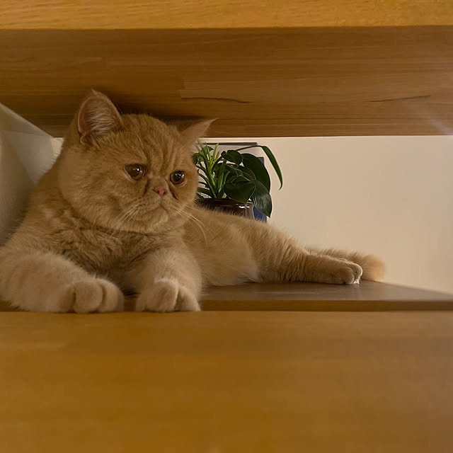 sznoieさんの実例写真