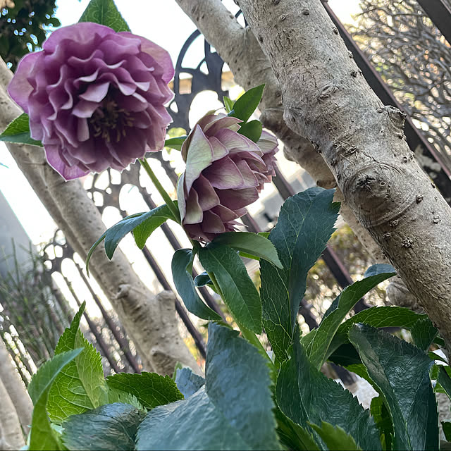 mamizaさんの実例写真