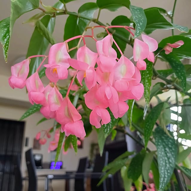 NOAHさんの実例写真