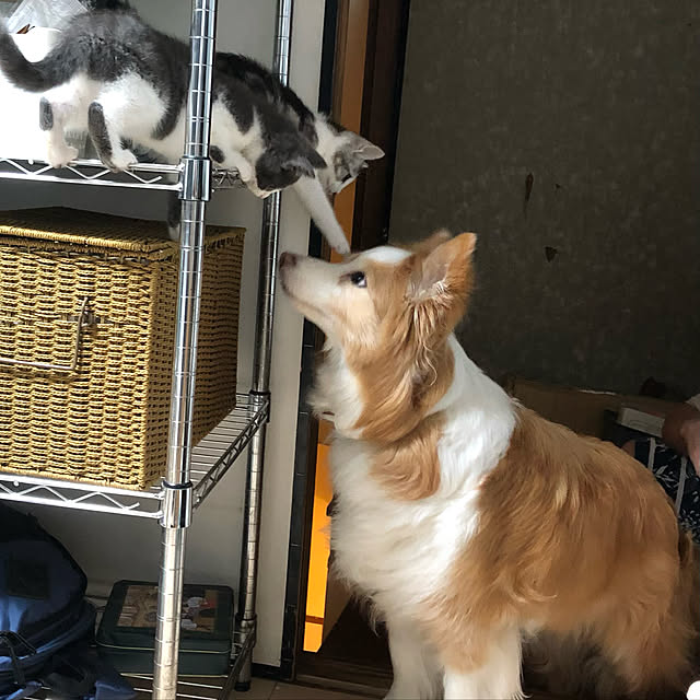 RUNRUNさんの実例写真