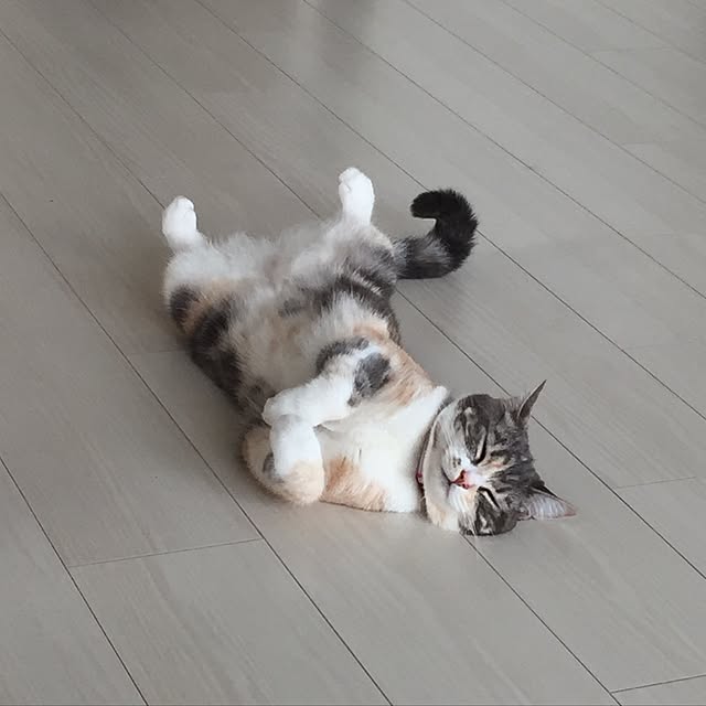 momogienistさんの実例写真