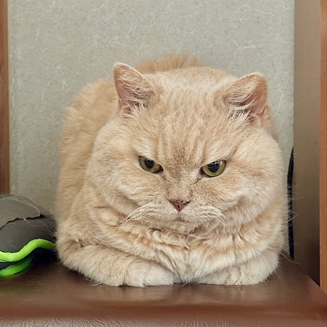naokoさんの実例写真