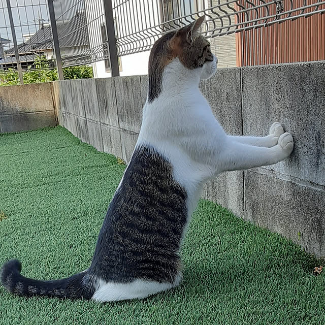 saosanさんの実例写真
