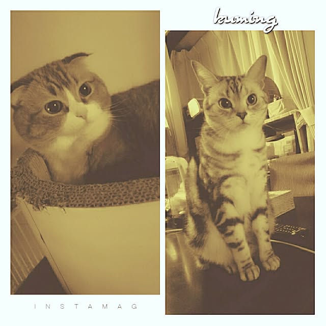 kumingさんの実例写真
