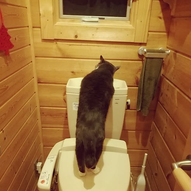 Maki-nekomamireさんの実例写真