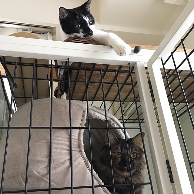 mikomaruさんの実例写真