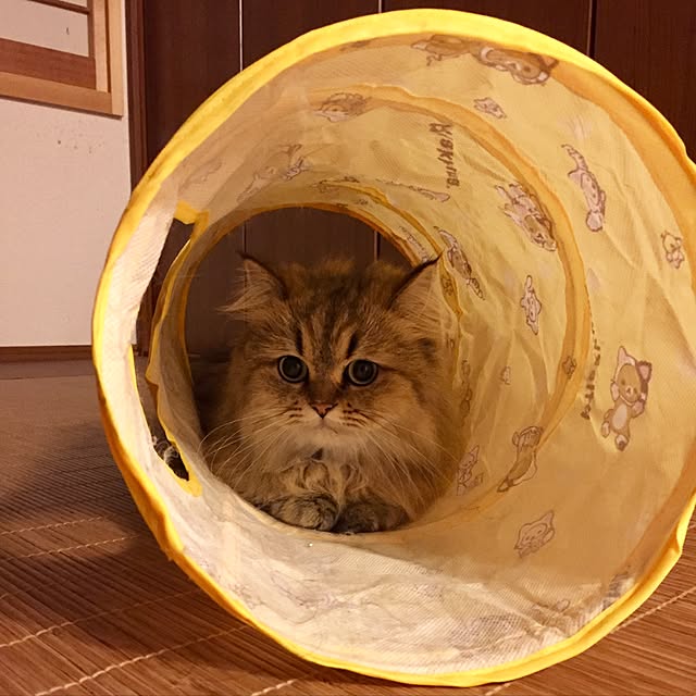 butachanさんの実例写真
