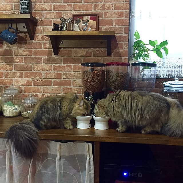 butachanさんの実例写真