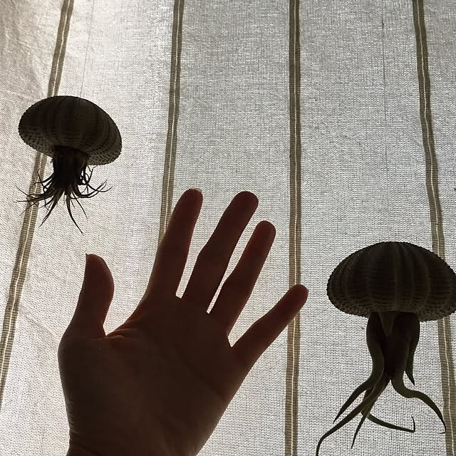 pontaさんの実例写真