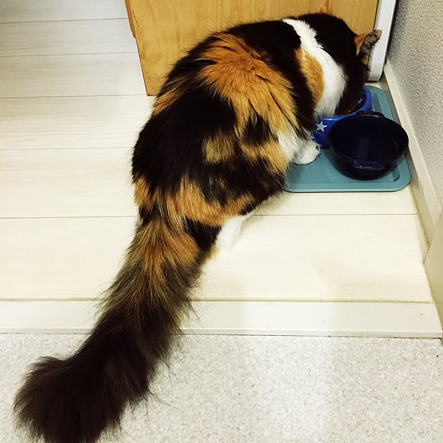 tawashimarukoさんの実例写真