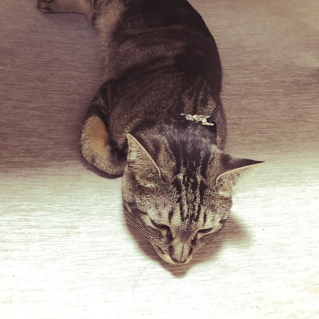 実例写真