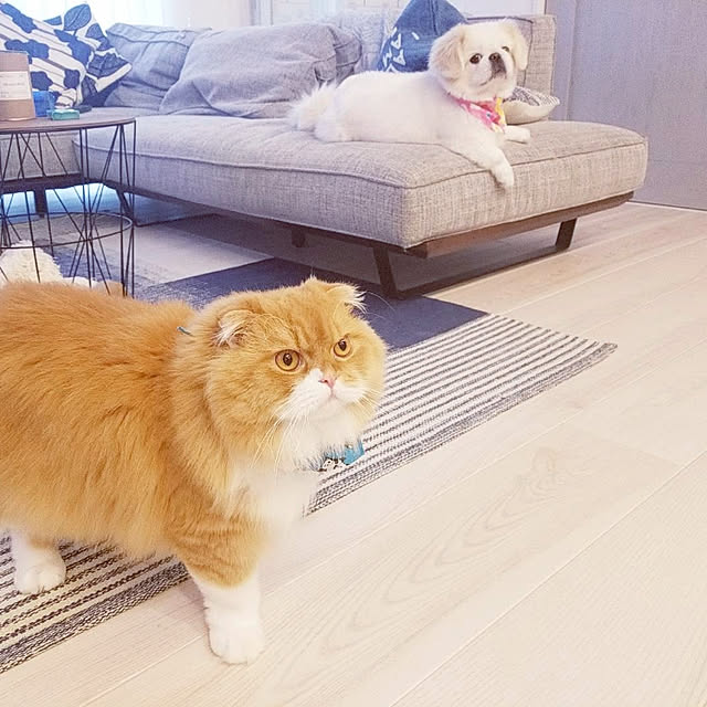 Arahimaさんの実例写真