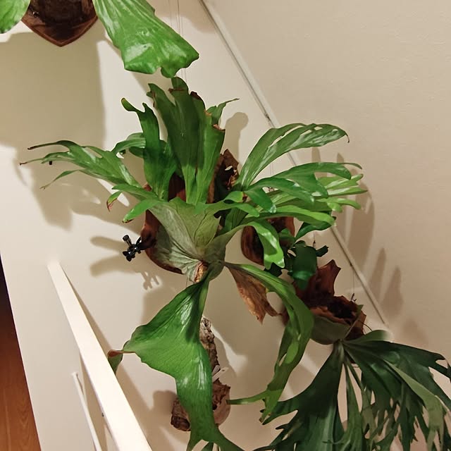 haruさんの部屋