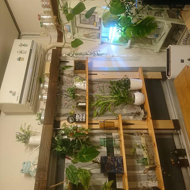 棚/観葉植物/100均/DIYのインテリア実例 - 2019-06-27 21:41:58