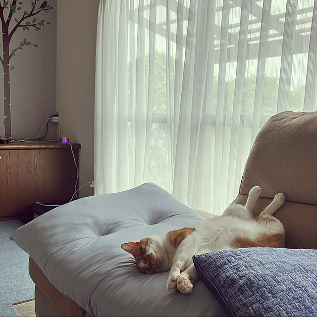 cat5さんの実例写真