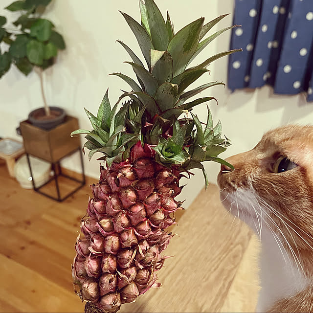miecoroさんの実例写真