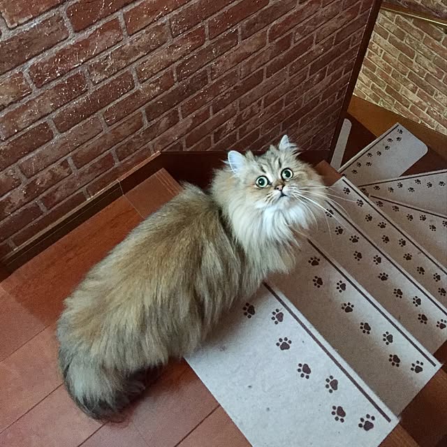butachanさんの実例写真