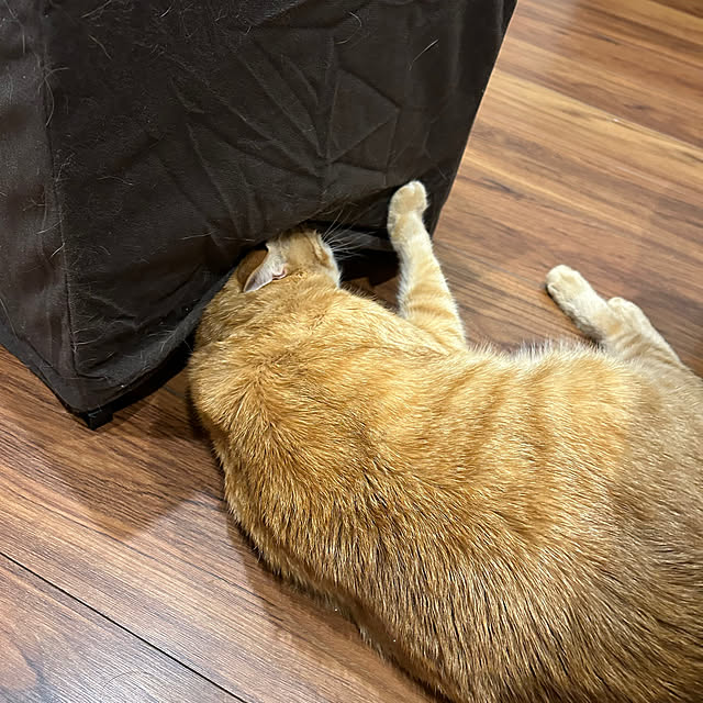mikeume7さんの部屋