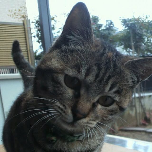 PrePolicさんの実例写真