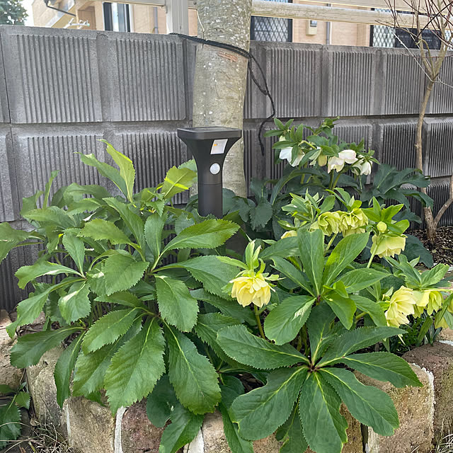 nanachanmamaさんの実例写真