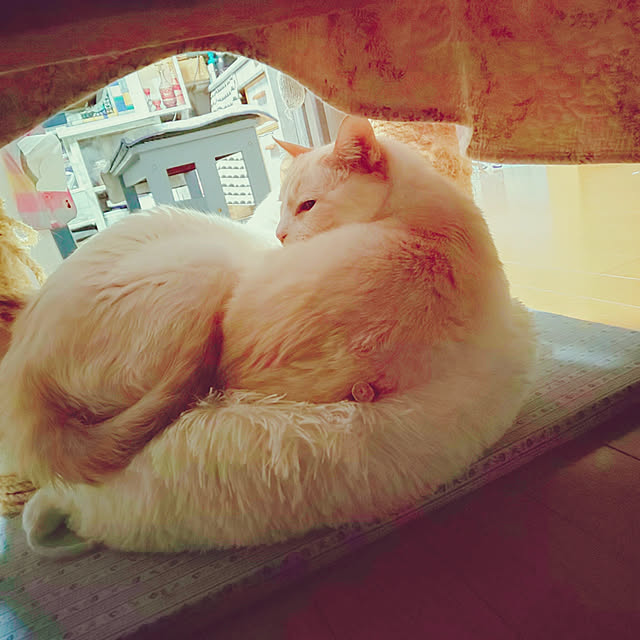posauruさんの実例写真