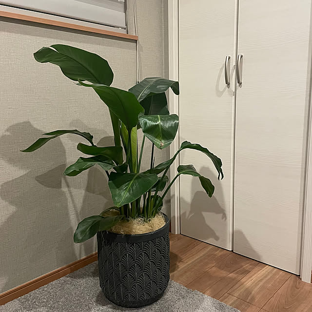 ikuzakさんの実例写真