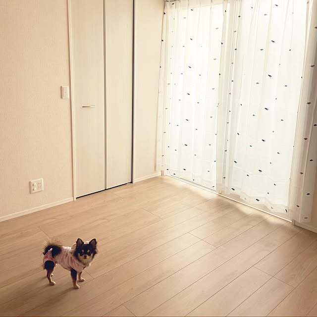 Chihuahua.cさんの実例写真