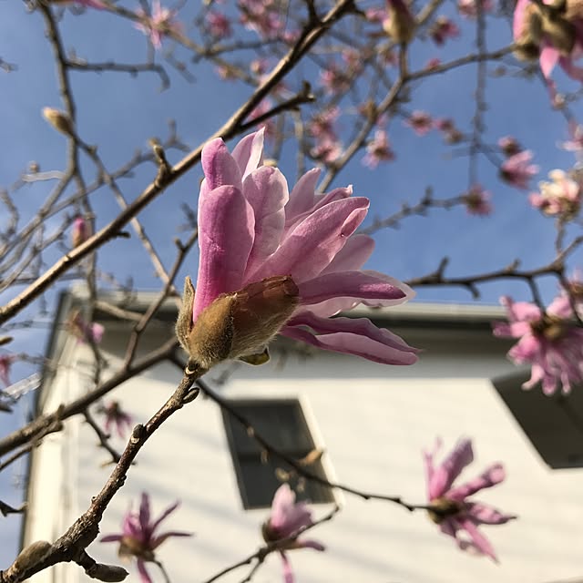 muraさんの実例写真