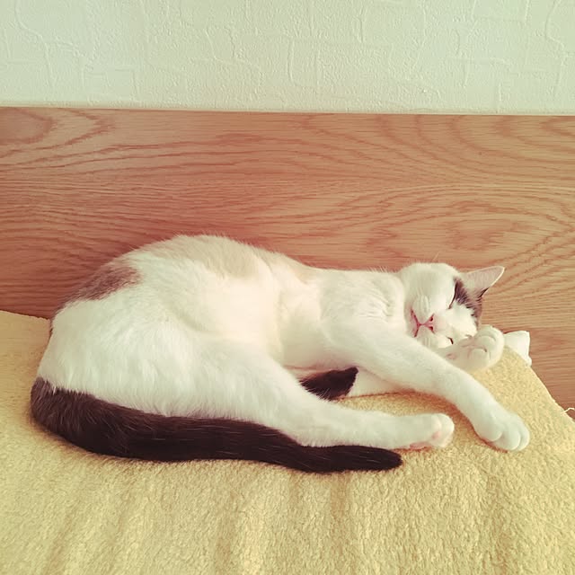 niko-25さんの実例写真