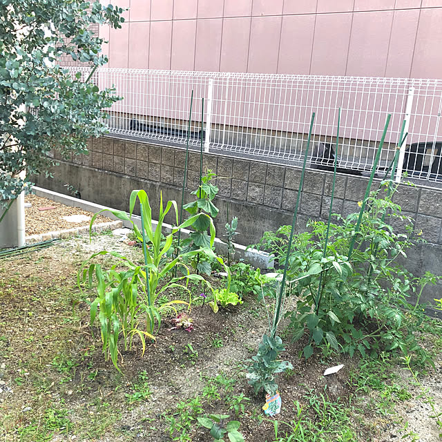 ayayayayaさんの実例写真