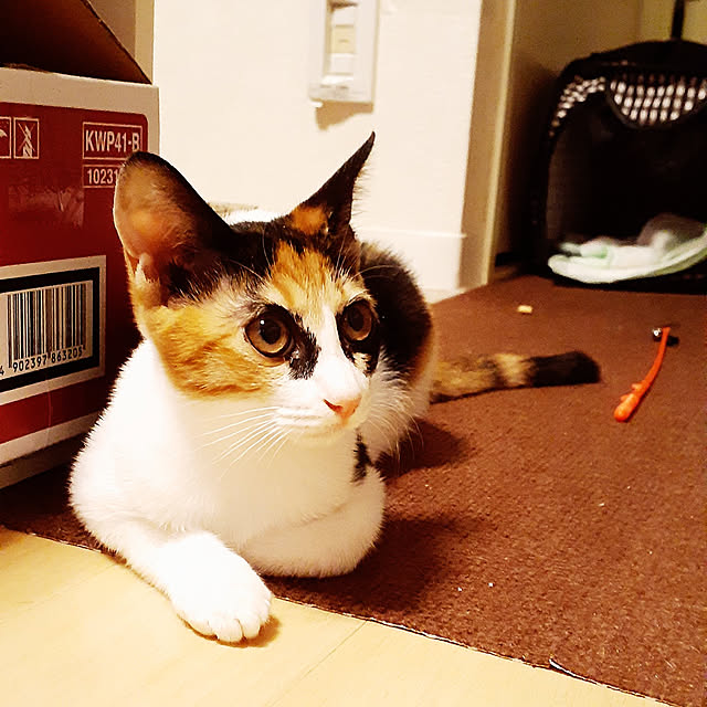 chisaviさんの実例写真
