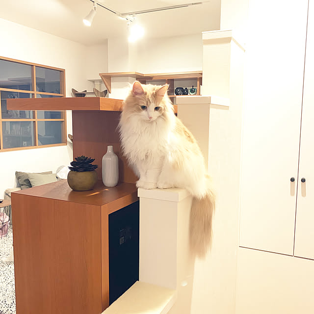 yukarinさんの実例写真