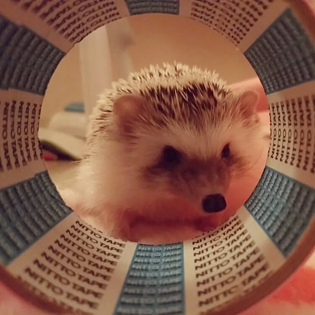 kuruさんの実例写真