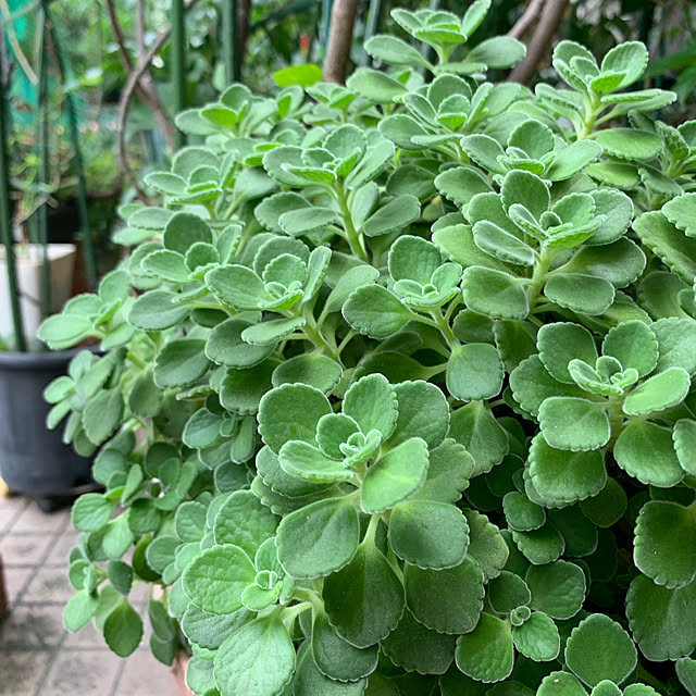 Aqettyさんの部屋
