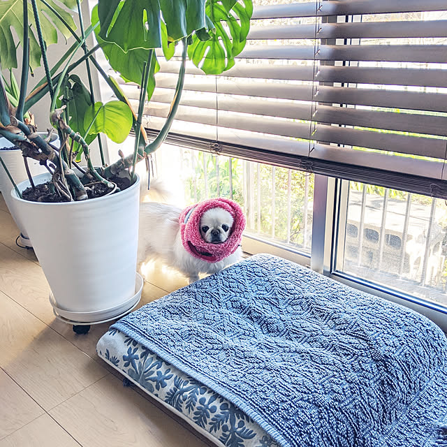7shellさんの実例写真