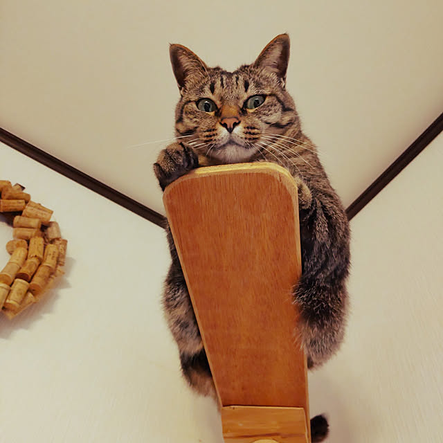 komugiさんの実例写真