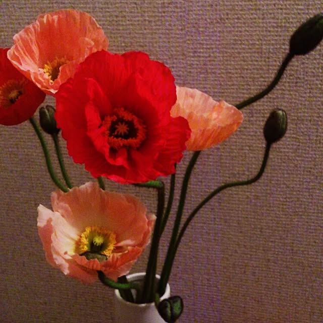 wayuさんの実例写真