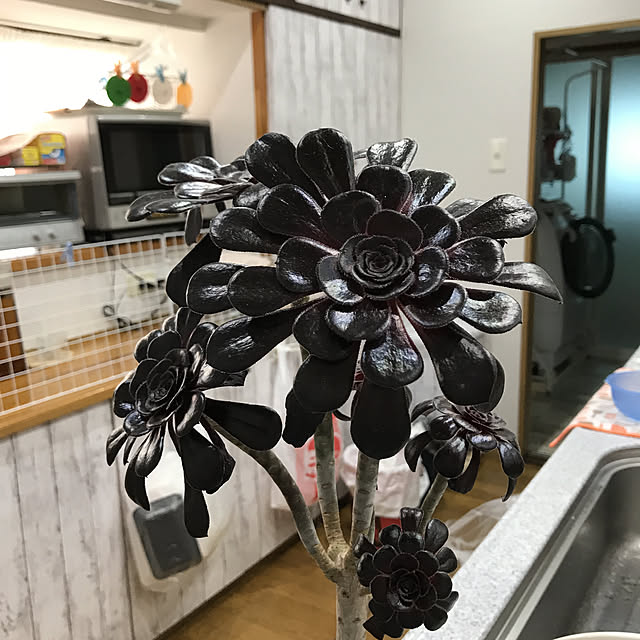 daikichiさんの実例写真