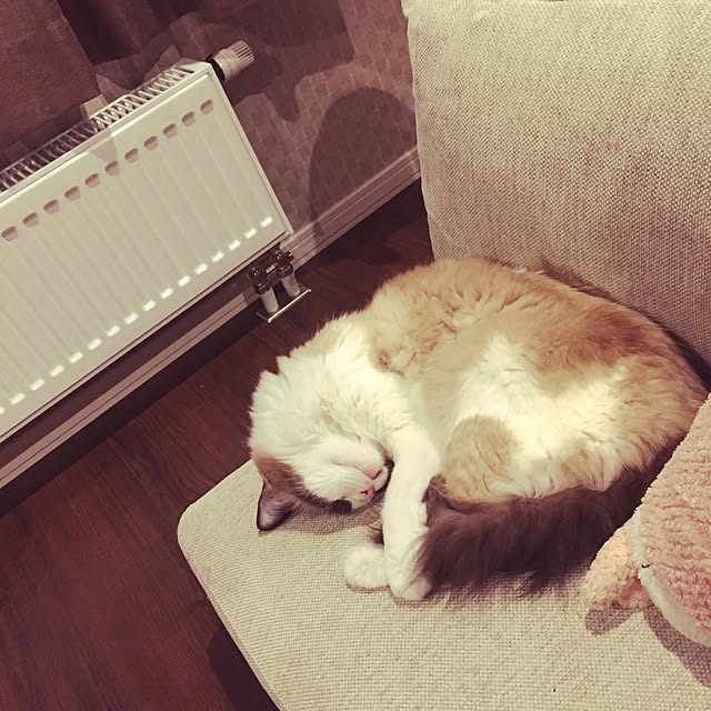 zaki_yuさんの実例写真