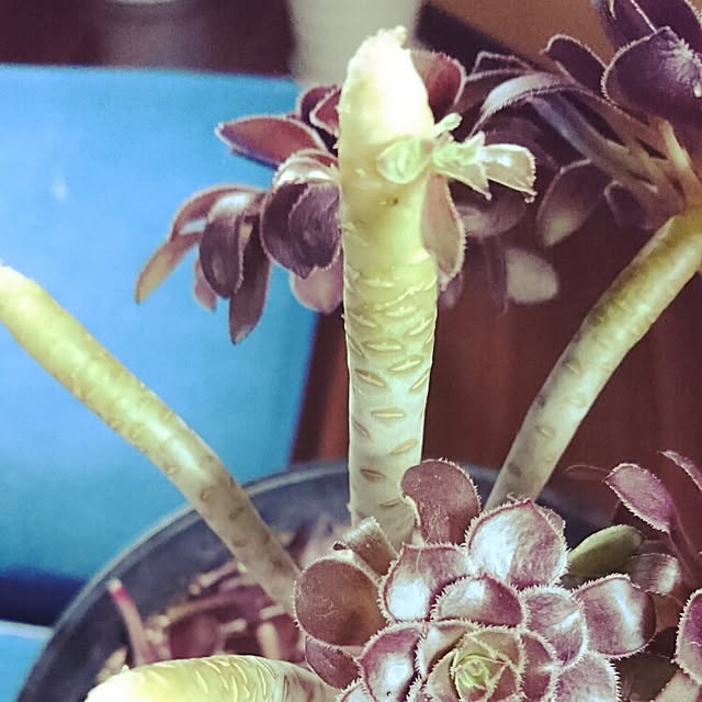 cocosorasakuさんの実例写真