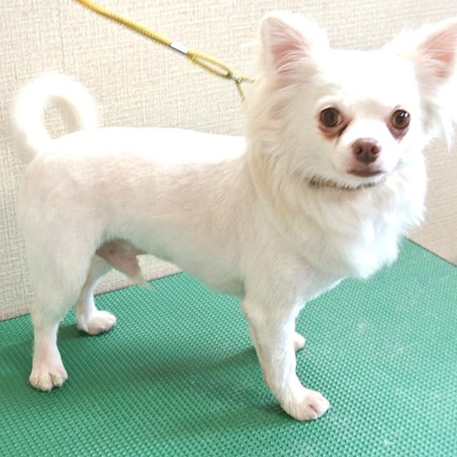 cocoさんの実例写真