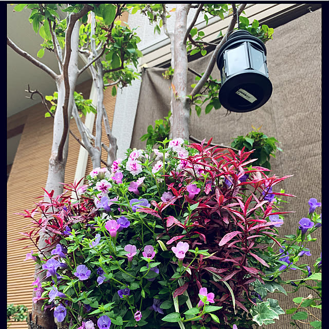 yukarin-gardenさんの実例写真