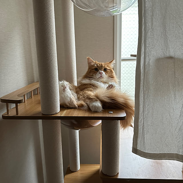 udonkoさんの実例写真
