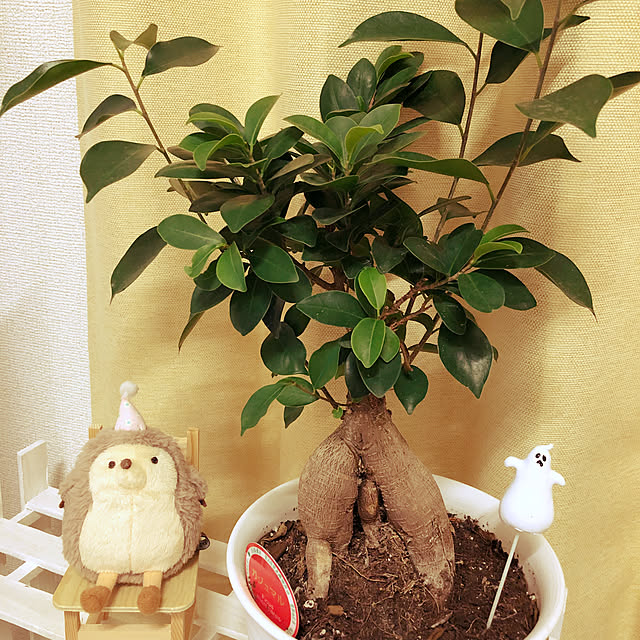 taro..nupiさんの実例写真