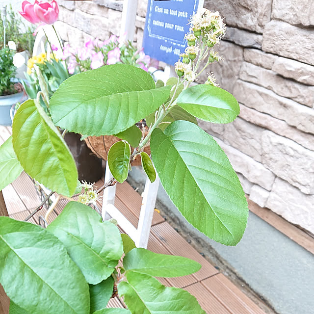 mommyさんの実例写真